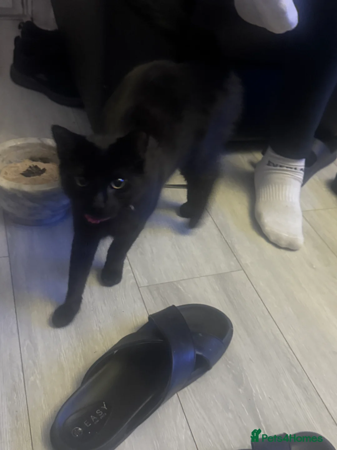 Mixed Breed cats for sale: Shadow for sale  - Advert 4