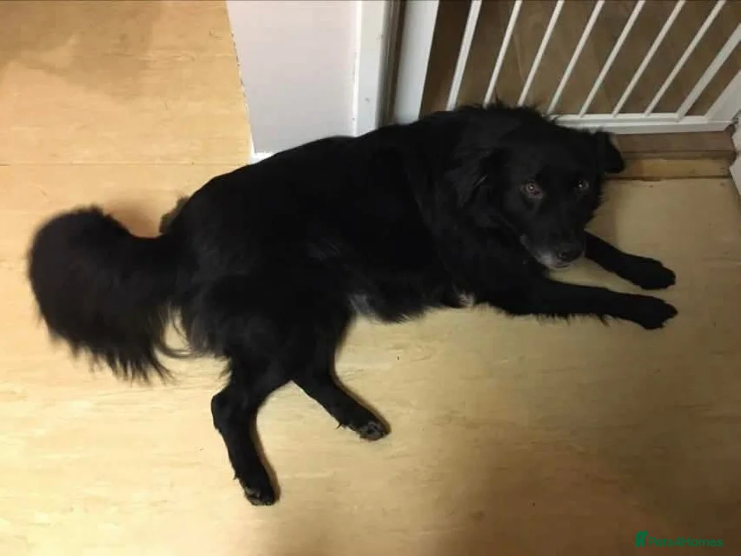 Mixed Breed dogs for adoption: Meet Hera, currently residing in Middlesex  in West Drayton - Advert 12