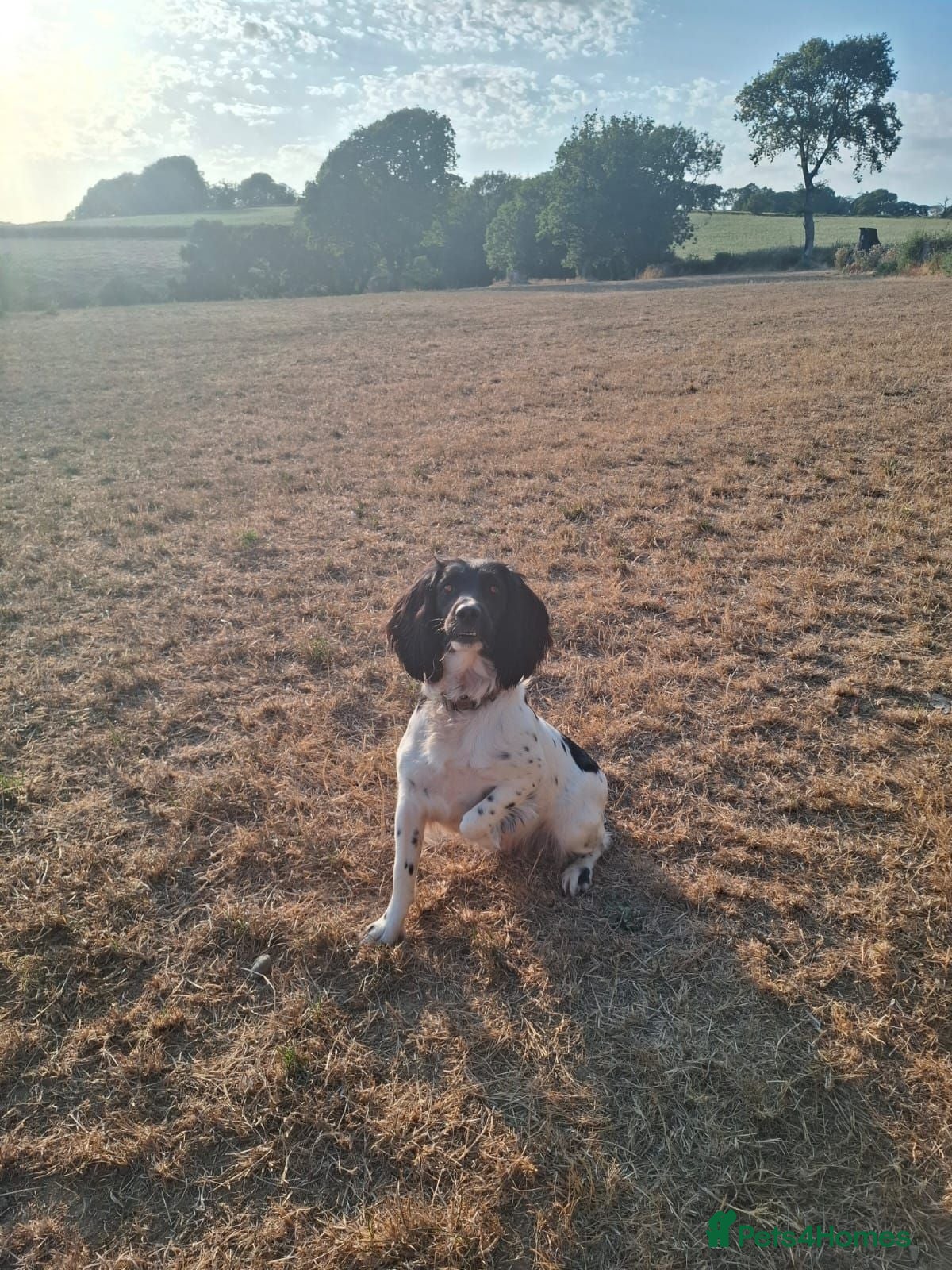 English Springer Spaniel dogs 4 KC Springer Spaniel Puppies docked & dew claws - Advert 4