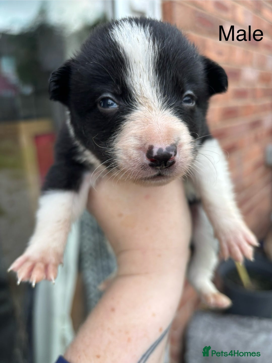 Border Collie dogs for sale: Border collie puppies for sale  - Image 8