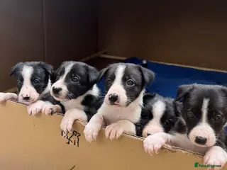 Border Collie dogs Beautiful Border Collie pups - Advert 1