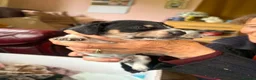 Dachshund dogs for sale: Minature dachshund pups  in Glenrothes - Advert 4