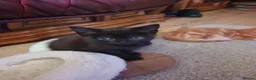 Ragdoll cats for sale: Ragdoll x tortoise shell - Advert 7