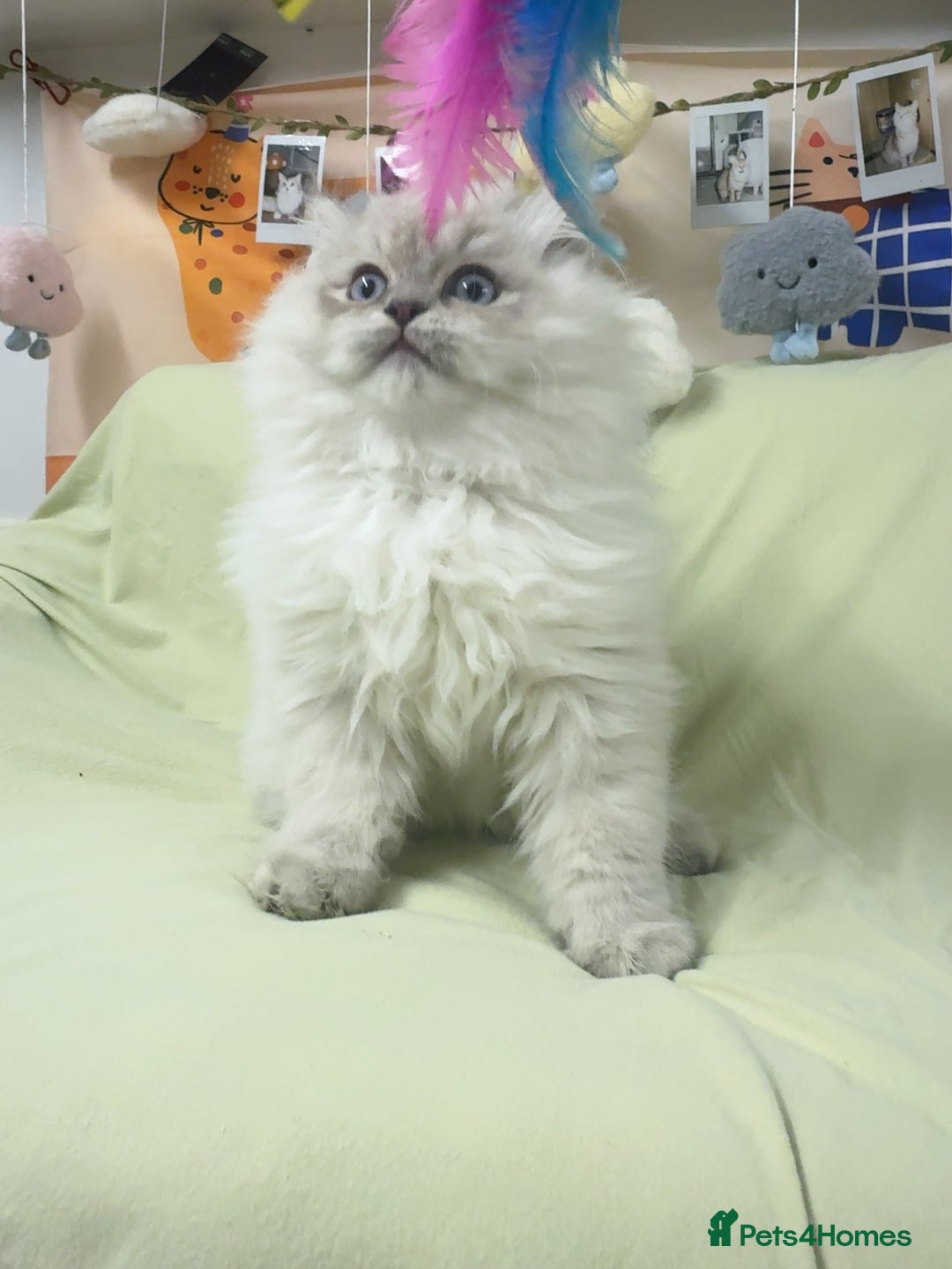 Perdoll cats for sale: Blue Bicolor Point Perdoll Boy - Advert 6