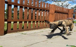 Mixed Breed dogs for adoption: Dawn - Norwich Norfolk  - Image 8