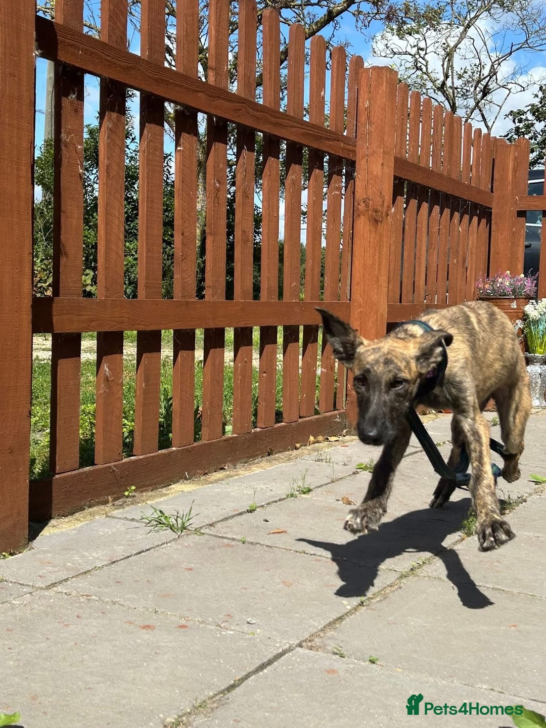 Mixed Breed dogs for adoption: Dawn - Norwich Norfolk  - Image 8