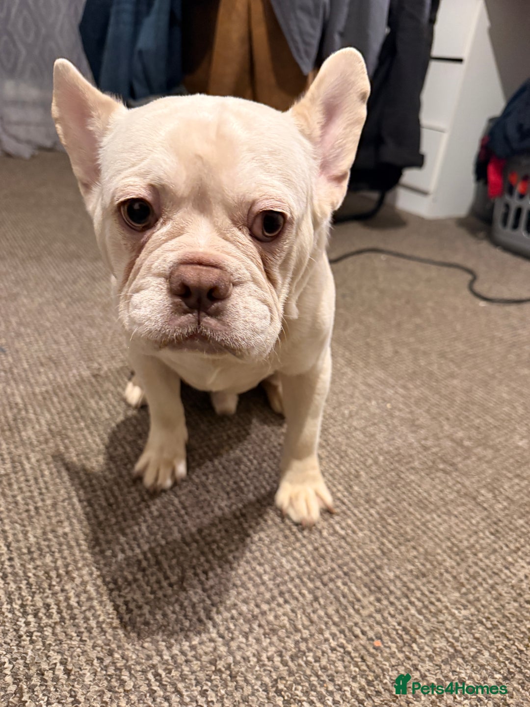 French Bulldog dogs for sale: Pablo  - Advert 7