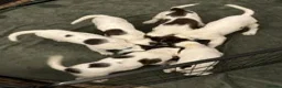 English Springer Spaniel dogs for sale: KC Registered English Springer Spaniels in Derby - Advert 3