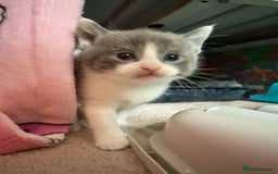 British Shorthair cats for sale: 🐾Turkish Angora × British Blue Kittens Ready Soon - Image 10