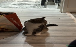 Mixed Breed cats for sale: Red/Cookie - Image 1