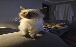 British Shorthair cats for sale: British colourpoint cross Ragdoll kittens - Advert 8