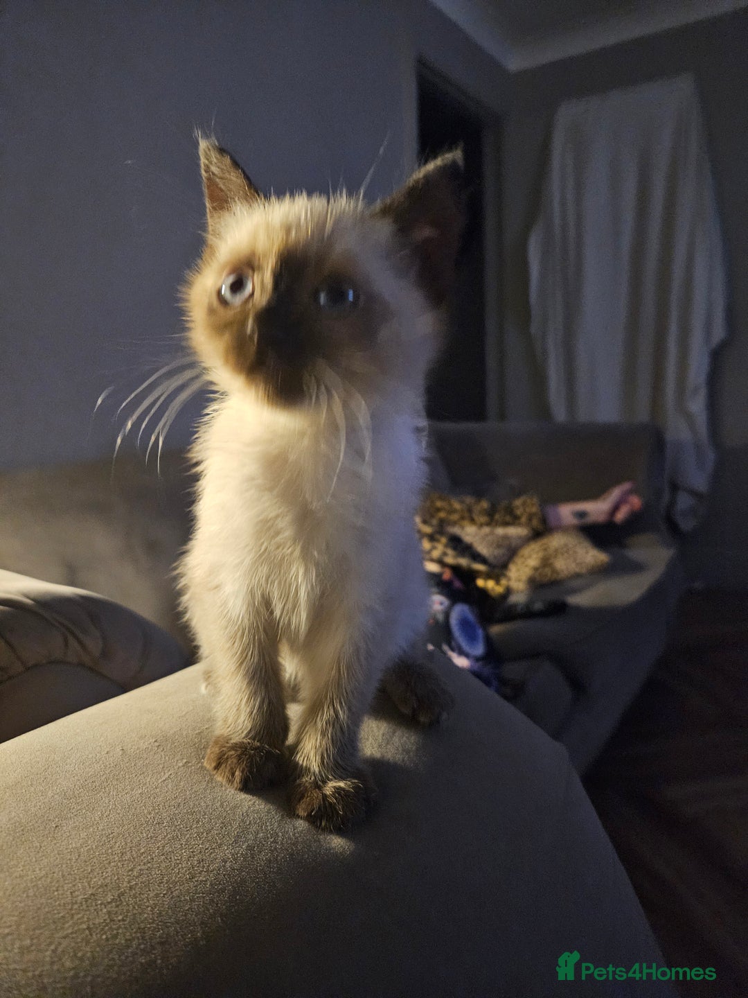 British Shorthair cats for sale: British colourpoint cross Ragdoll kittens - Advert 8