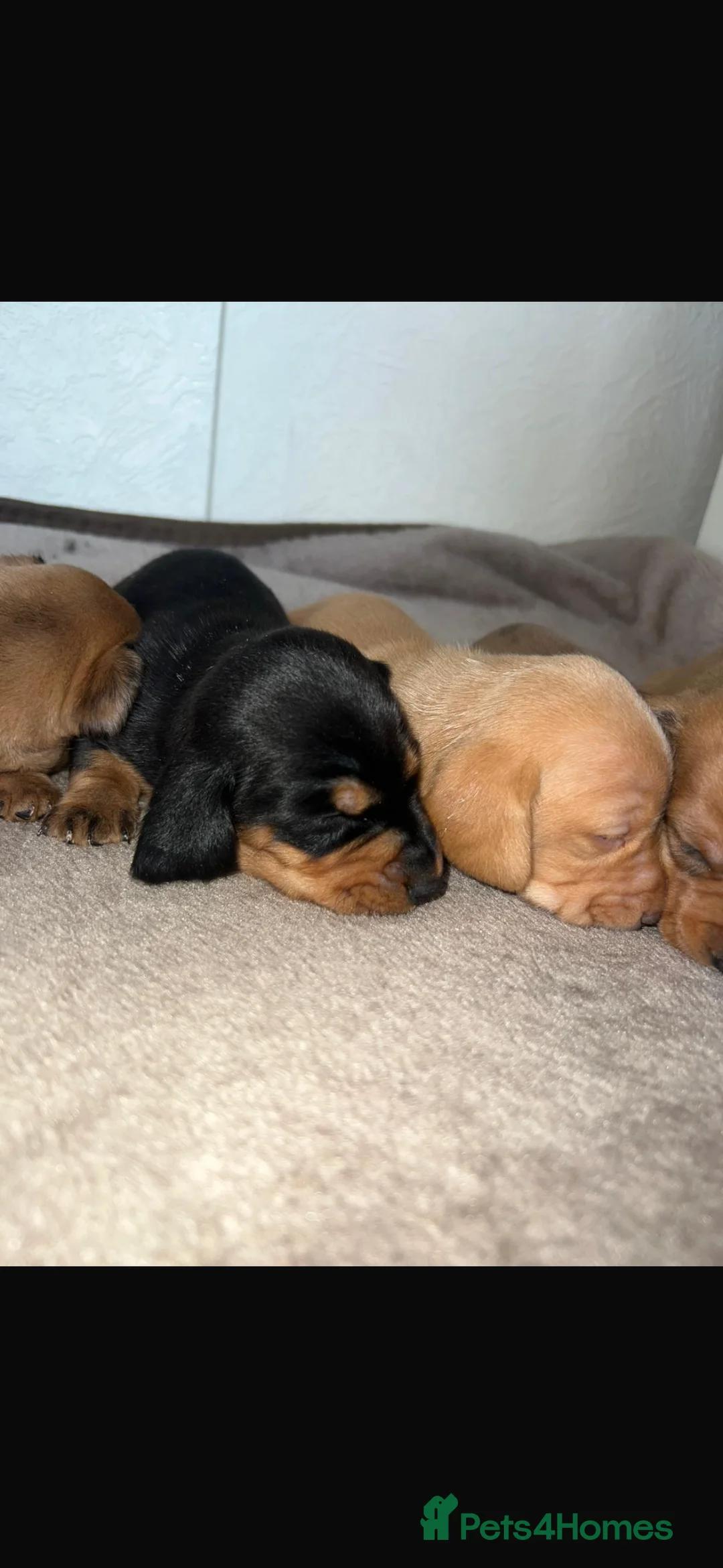Dachshund dogs for sale: 7 gorgeous minature dachshund puppy’s🐶 - Advert 16