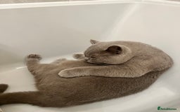 British Shorthair cats for sale: British shorthair male Bubu - Image 5