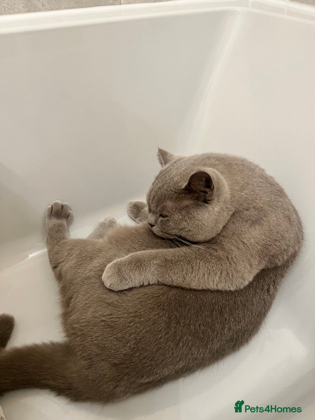 British Shorthair cats for sale: British shorthair male Bubu - Image 5