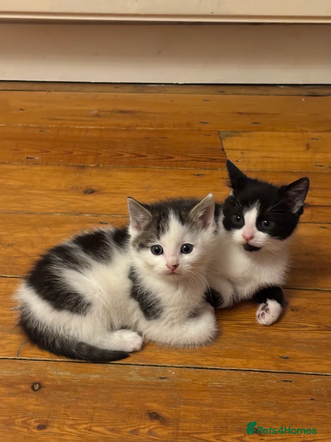 Mixed Breed cats for sale: Kittens 2brothers left READYTODAY Mainecoon x 🐈 - Advert 19