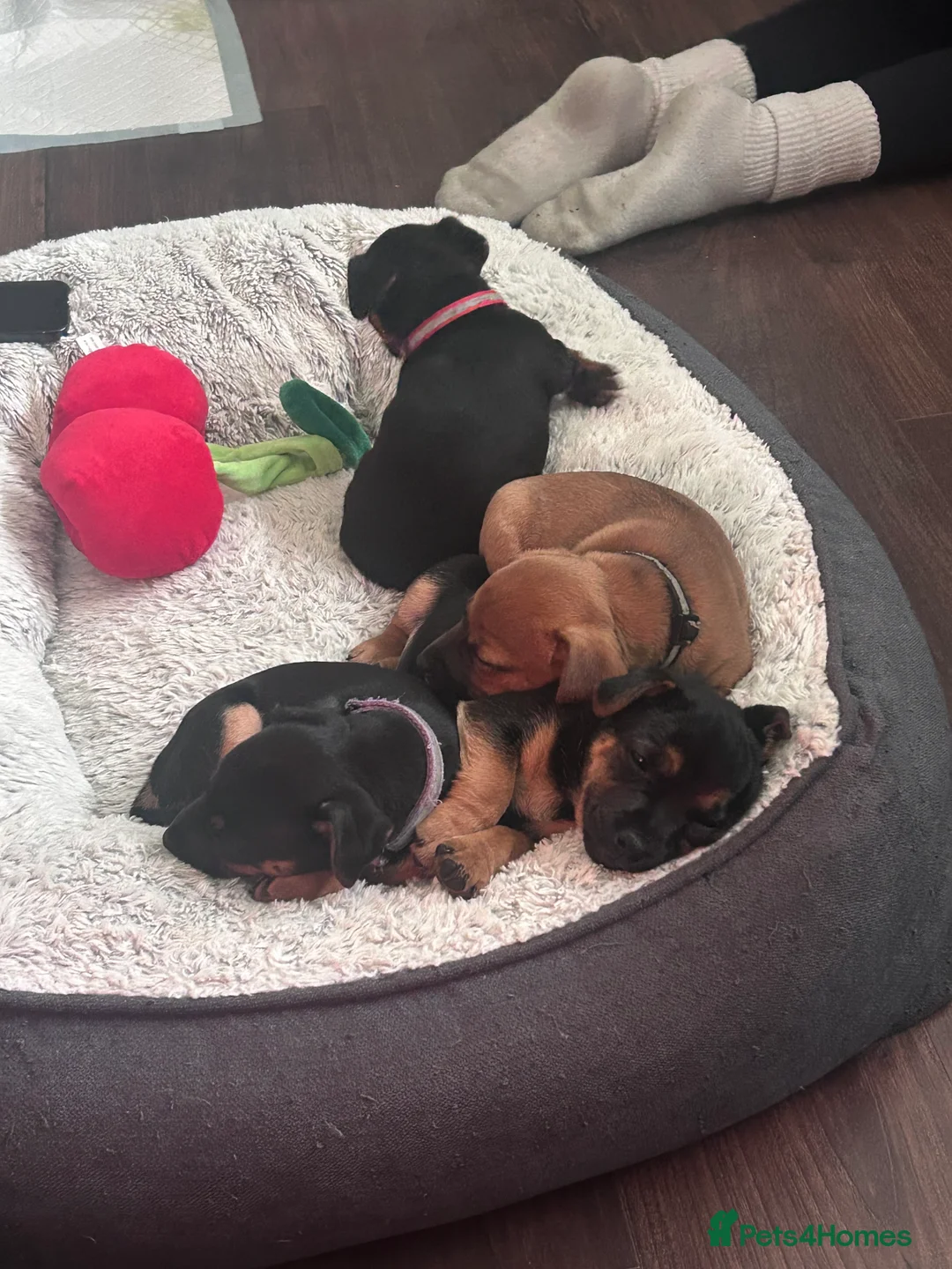 Jack Russell dogs for sale: Jack Russells. Sweet, friendly & healthy litter - Advert 24