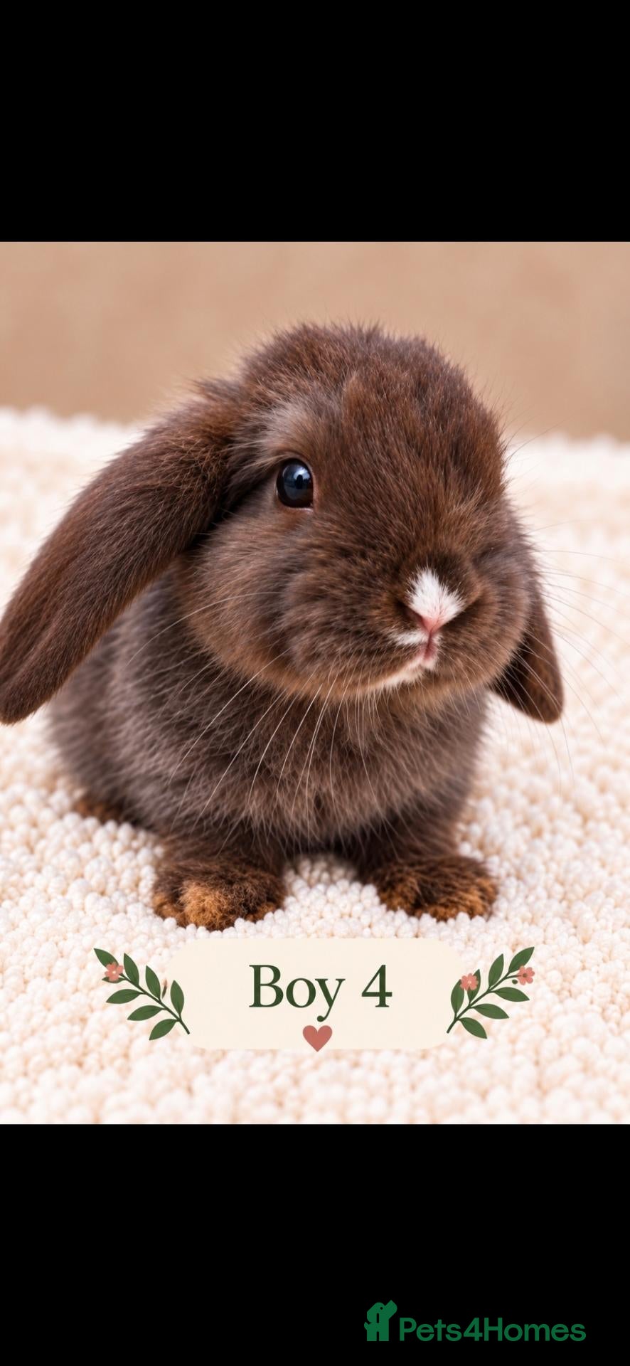 Mini Lion Lop rabbits Gorgeous Mini Lion Lop Boys – Ready 17 October - Advert 2