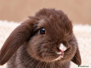 Mini Lion Lop rabbits Gorgeous Mini Lion Lop Boys – Ready 17 October - Advert 2