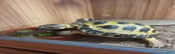 Tortoise reptiles for sale: Horsfield  in Barnoldswick - Advert 4