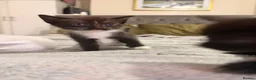 Mixed Breed cats for sale: 5 Kittens looking for their new home in London - Advert 4