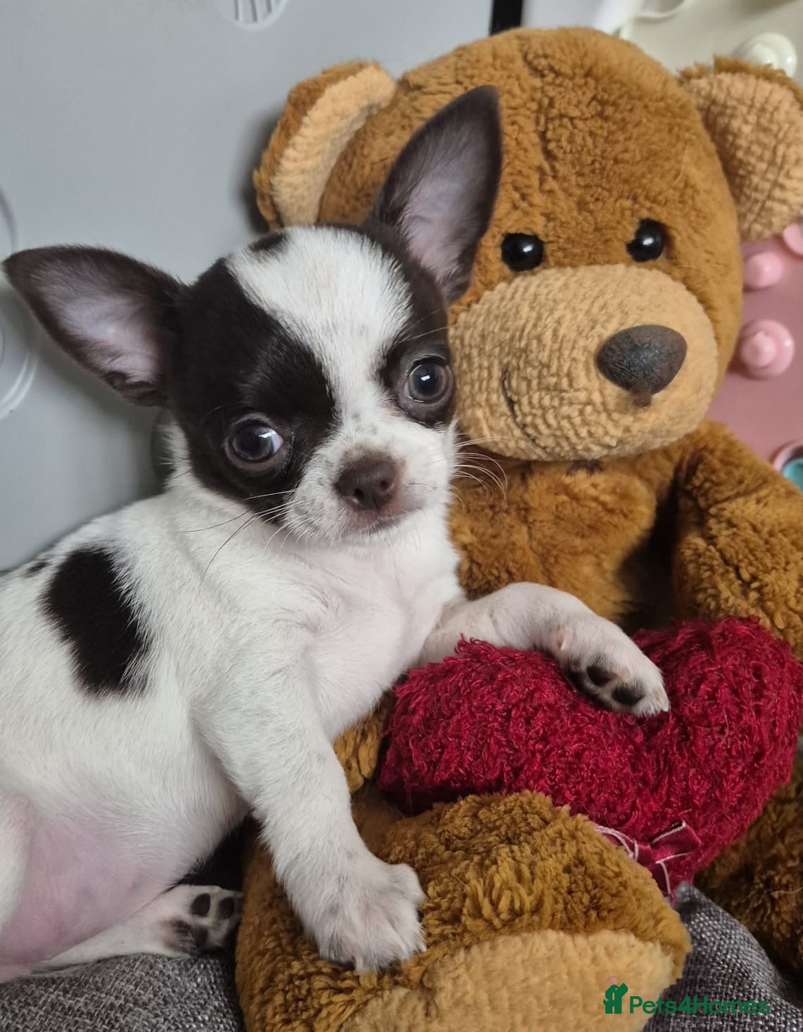 Chihuahua dogs  ❤️‍🔥KC Reg Parti Colour Chihuahua Girls❤️‍🔥  - Advert 2