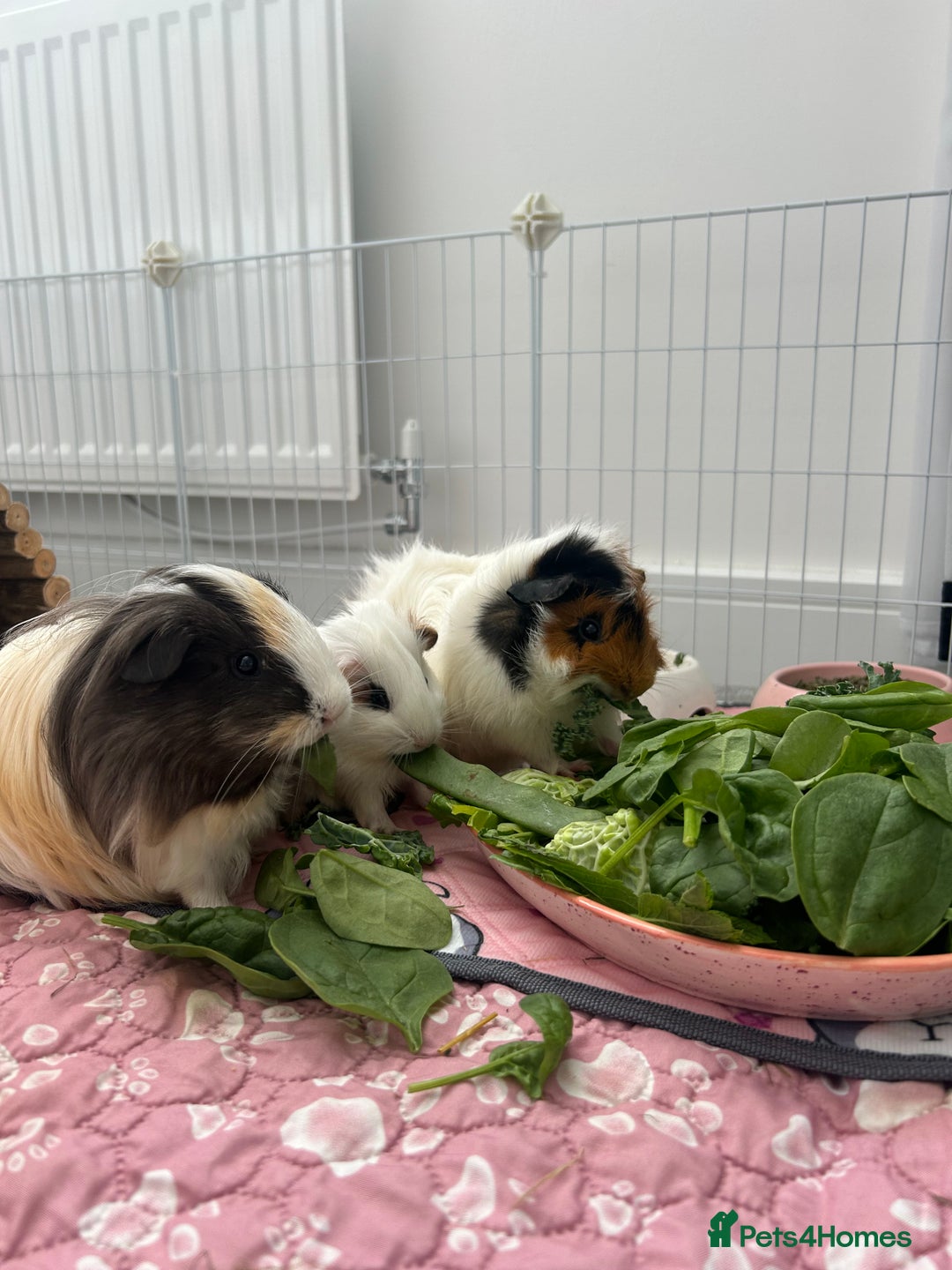 Guinea Pig rodents for sale: 4 guinea pigs  - Image 15