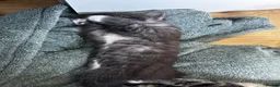 Mixed Breed cats for sale: 3 Beautiful Kittens! Ready to Leave 21 May! in Glasgow - Advert 7