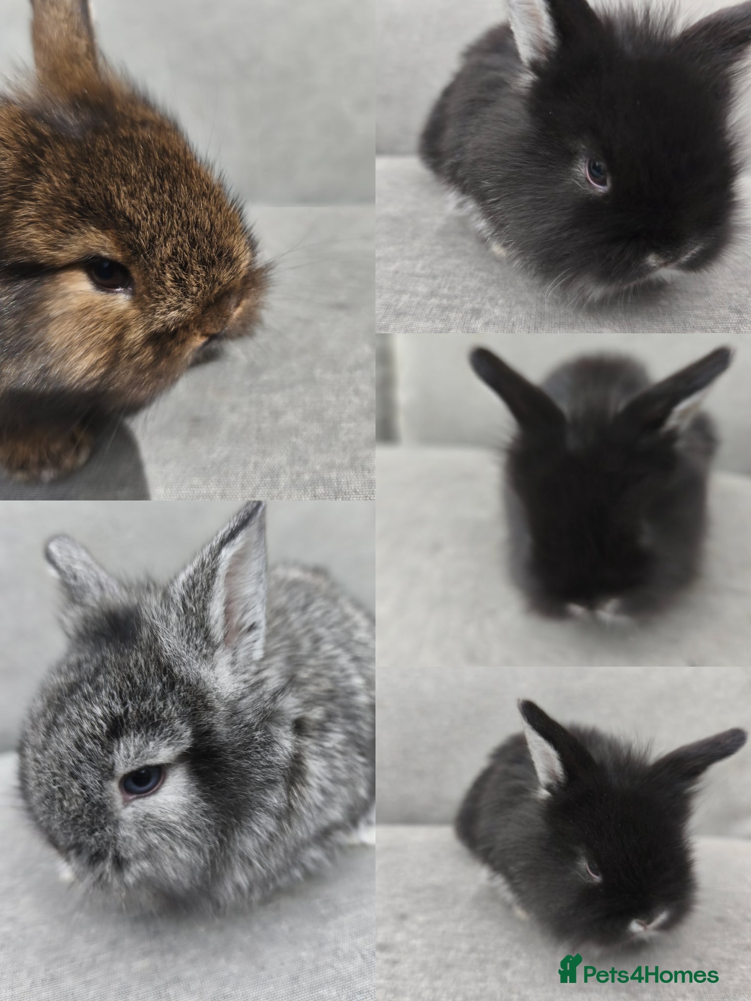 Mini Lop rabbits for sale: Rare Mini Lion Lop Babies for Sale  - Advert 1