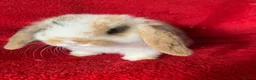 Mini Lop rabbits for sale: Adorable Pure Mini Lop Rabbit - Advert 4
