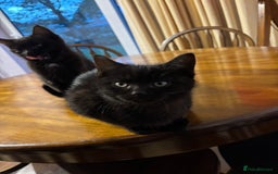 Mixed Breed cats for sale: 3 Ragdoll X kittens  - Advert 7