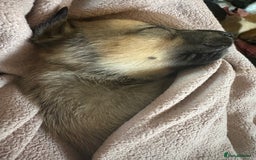 Mixed Breed dogs for sale: Lurcher x German Shepard puppies forsale - Image 20