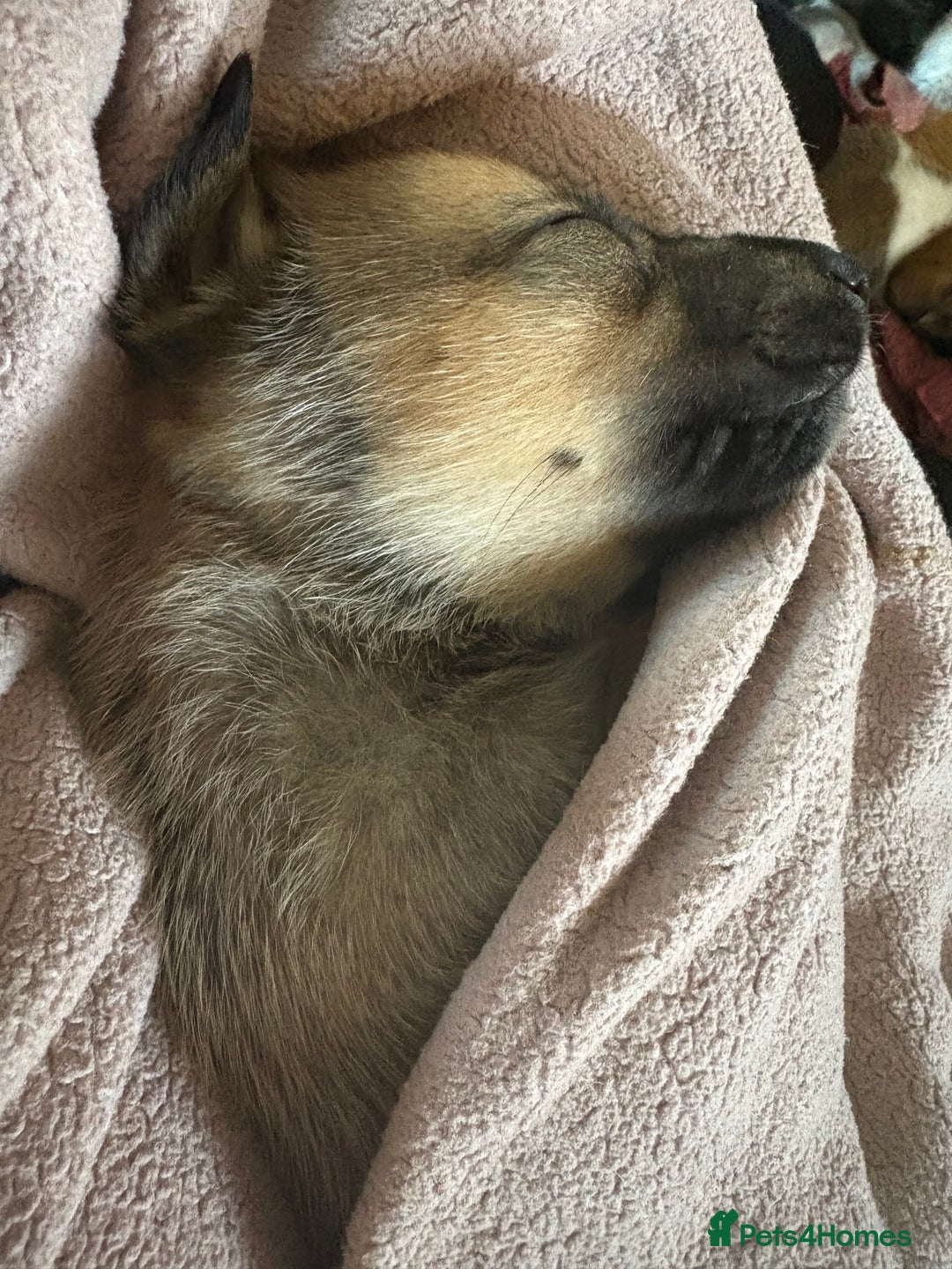 Mixed Breed dogs for sale: Lurcher x German Shepard puppies forsale - Image 20