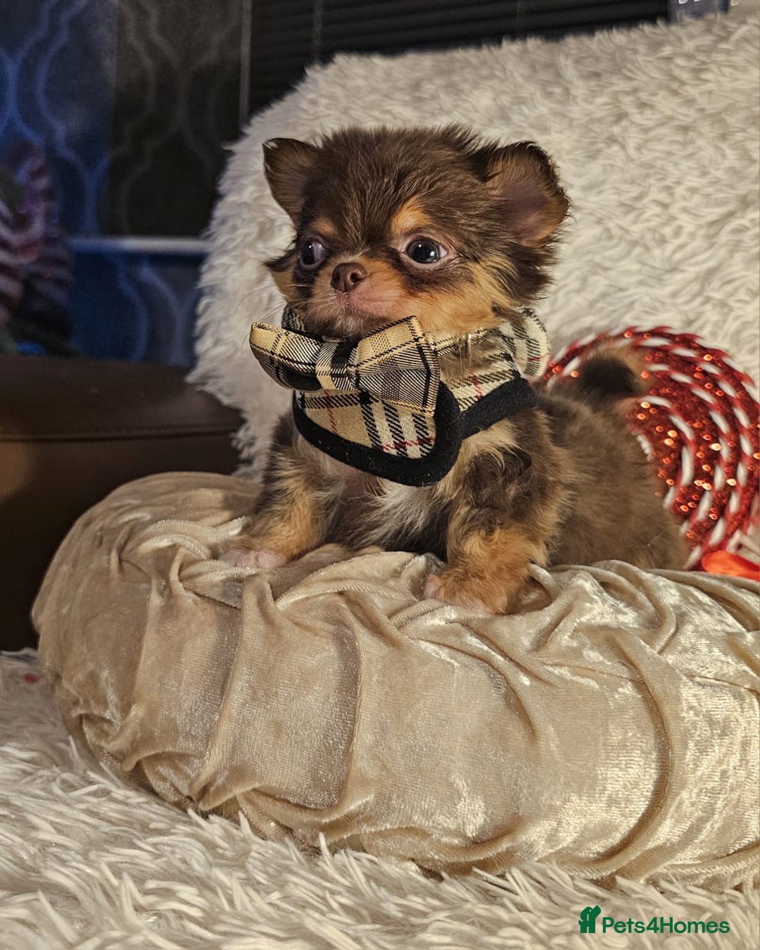 Chihuahua dogs for sale: Xx gorgeous chocolate longcoat chihuahua puppy Xx - Advert 5