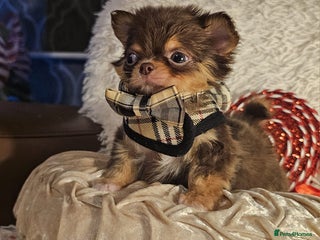 Chihuahua dogs Xx gorgeous chocolate longcoat chihuahua puppy Xx - Advert 4