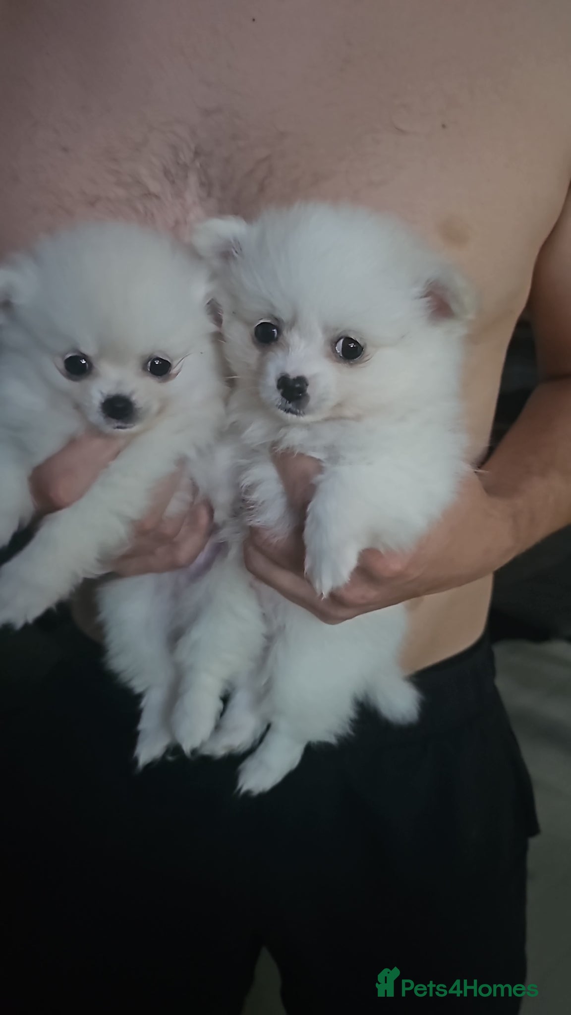 Pomchi dogs for sale: Stunning pomchies - Advert 2