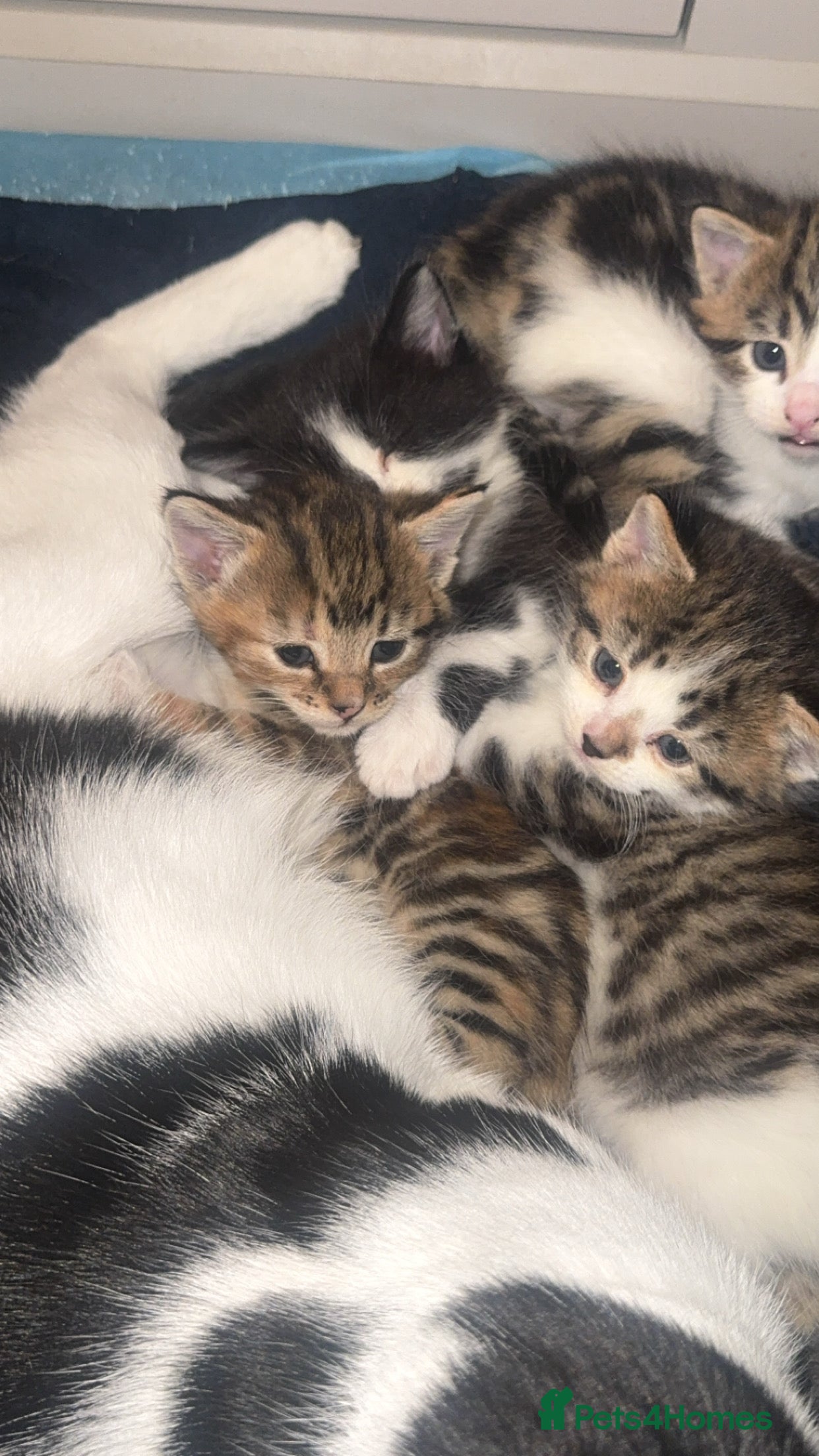 Domestic Shorthair cats 2 male kittens for sale  - Advert 1