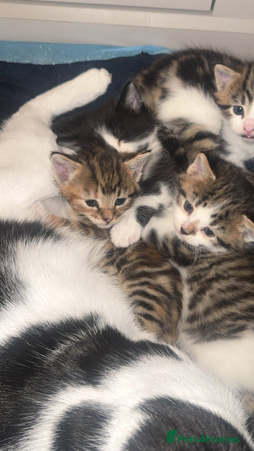 Domestic Shorthair cats for sale: 2 male kittens for sale  - Advert 1