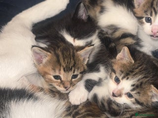 Domestic Shorthair cats 2 male kittens for sale - Advert 5