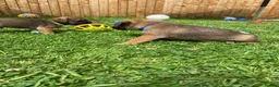 Border Terrier dogs for sale: ⭐️KC BORDER TERRIER PUPPIES, SLEM CLEAR - Advert 30