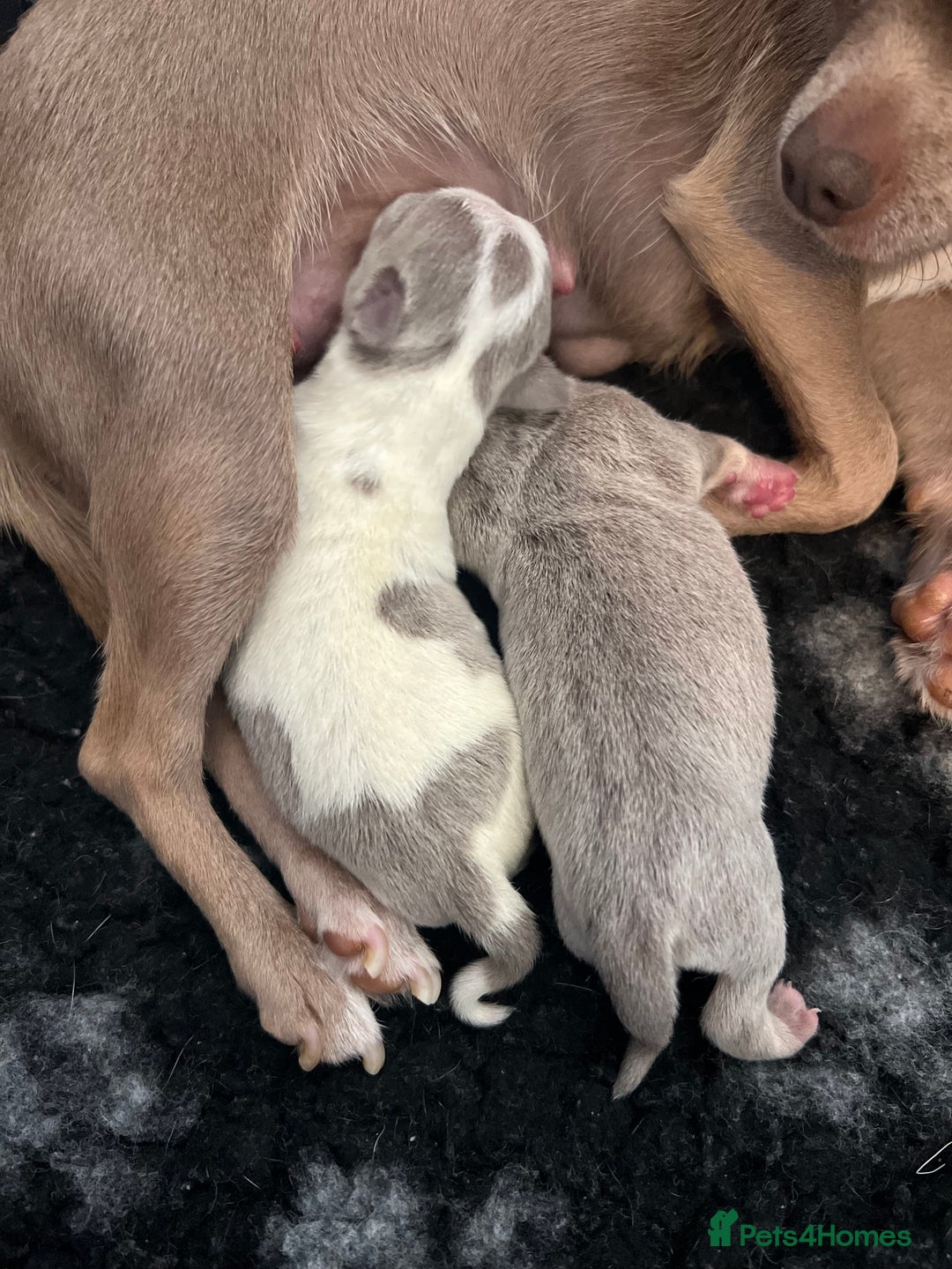 Chihuahua dogs for sale: Kc registered lilac chihuahua boy - Advert 5