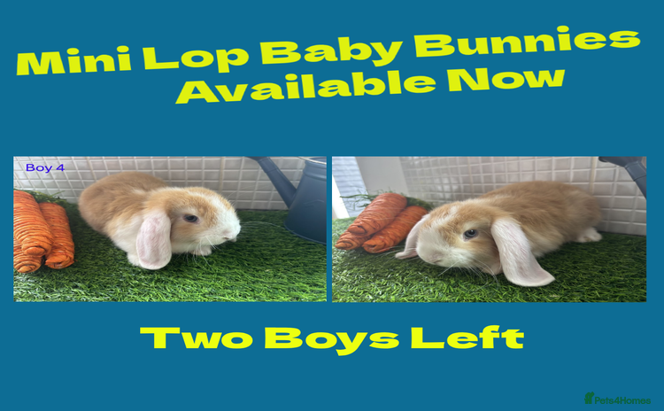 Mini Lop rabbits - Advert 2