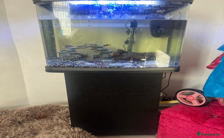 Other/Mixed Breed fish - Advert 6