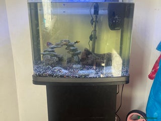 Other/Mixed Breed fish - Advert 3