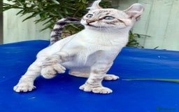 Keetso cats for sale: Wild looking polydactyl curled eared snow leopard  - Image 22