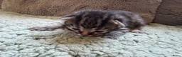 Mixed Breed cats for sale: Beautiful Kittens BSH Cross - Advert 5