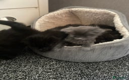 Mixed Breed cats for sale: Mainecoon and british shorthair mix  - Image 21