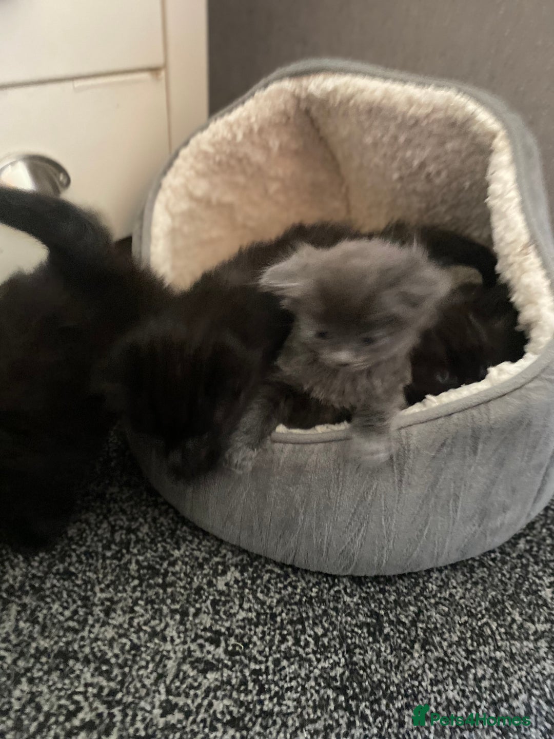 Mixed Breed cats for sale: Mainecoon and british shorthair mix  - Image 21