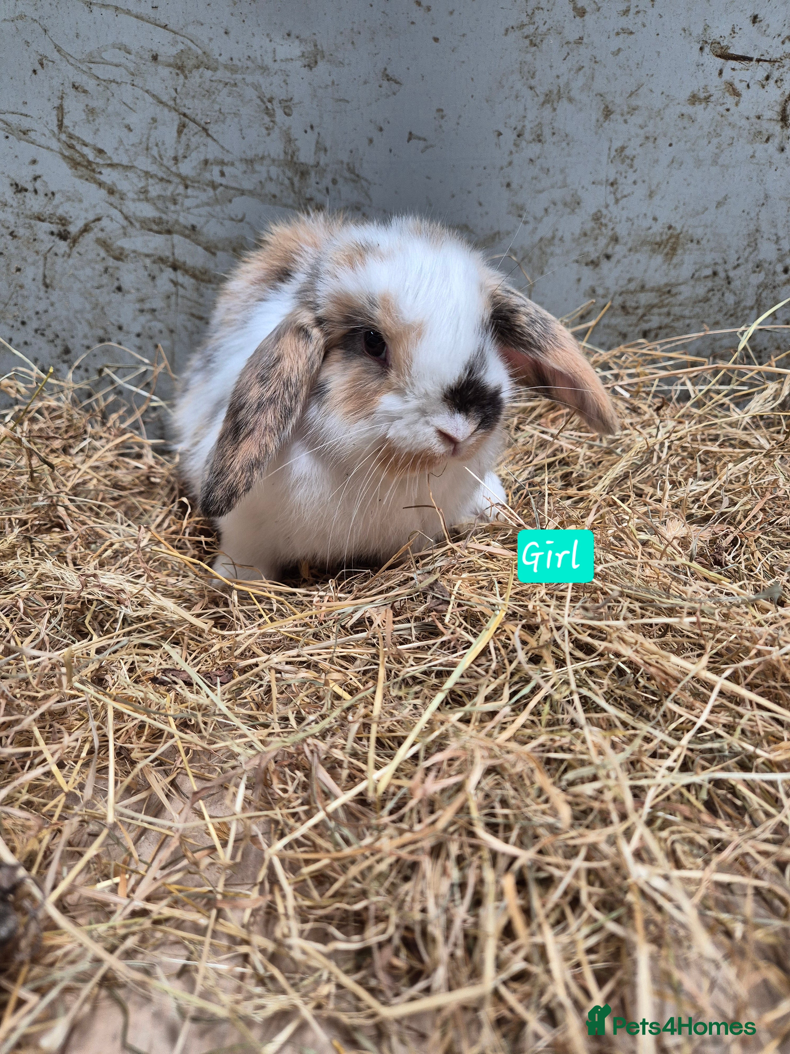 Mini Lop rabbits Mini Lop Bunnies - Advert 5