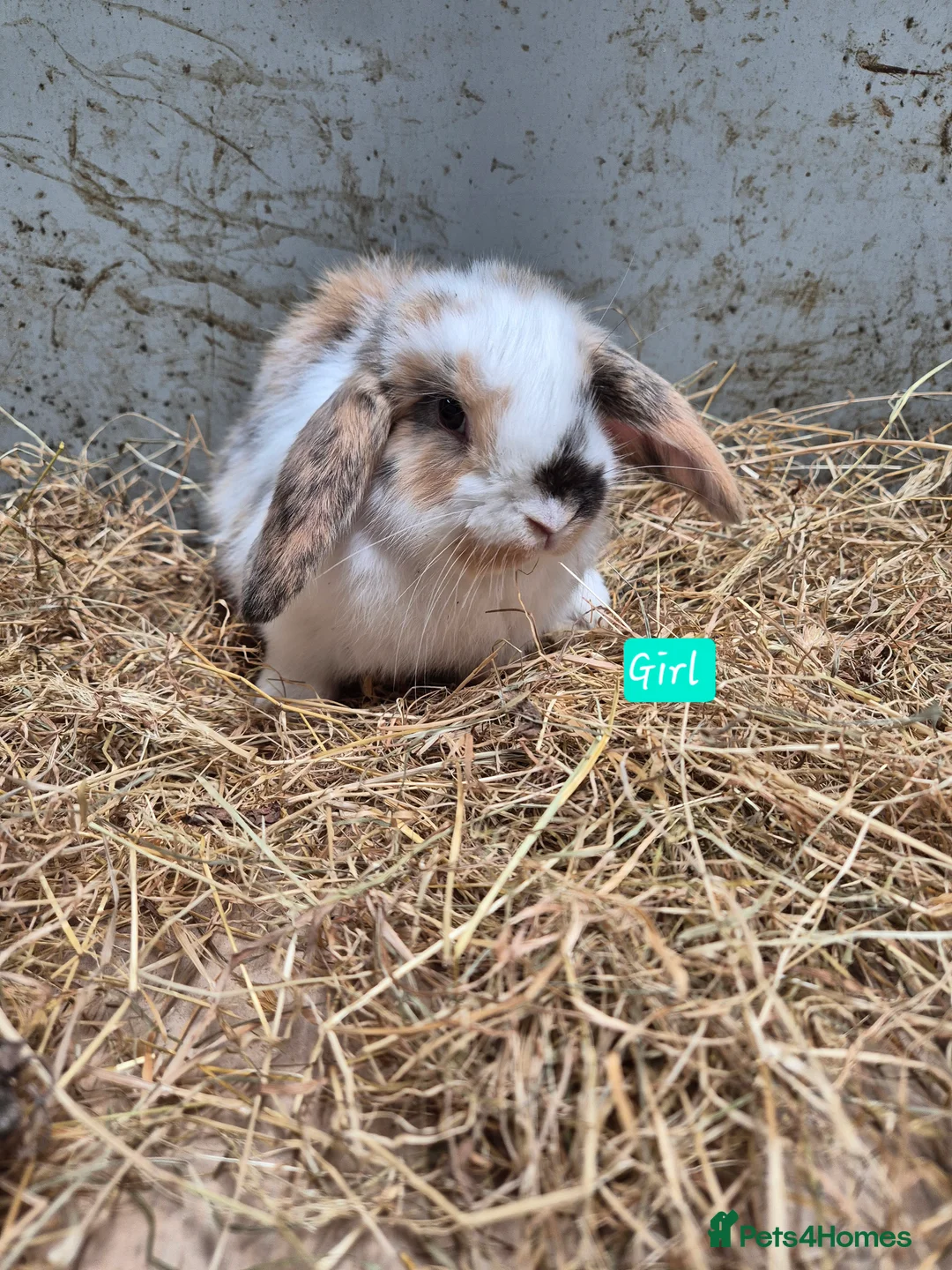Mini Lop rabbits for sale: Mini Lop Bunnies - Advert 2